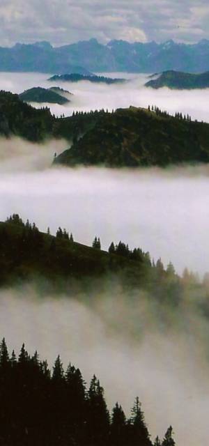 Nebel im Allgäuer Wald