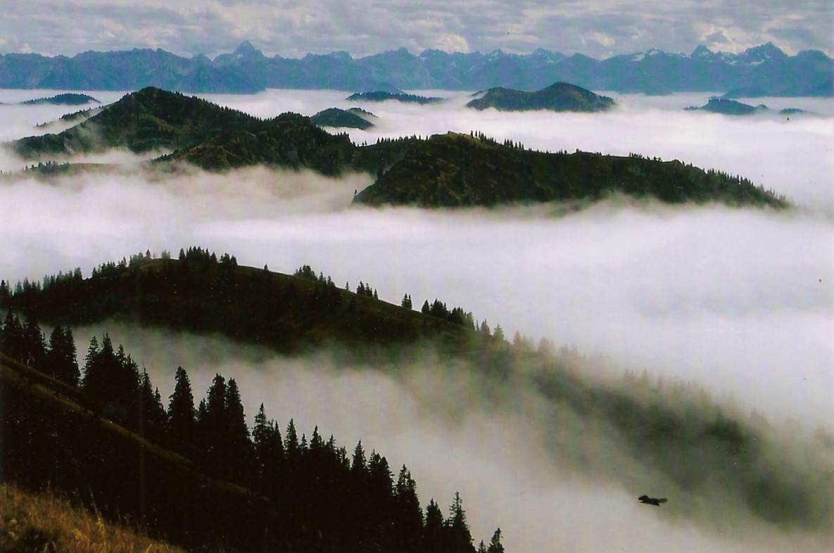 Nebel im Allgäuer Wald