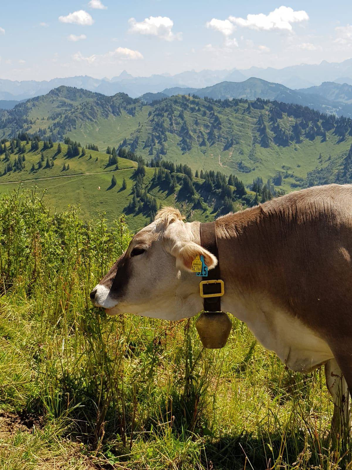 Kuh beim grasen mit Allgäuer Berge