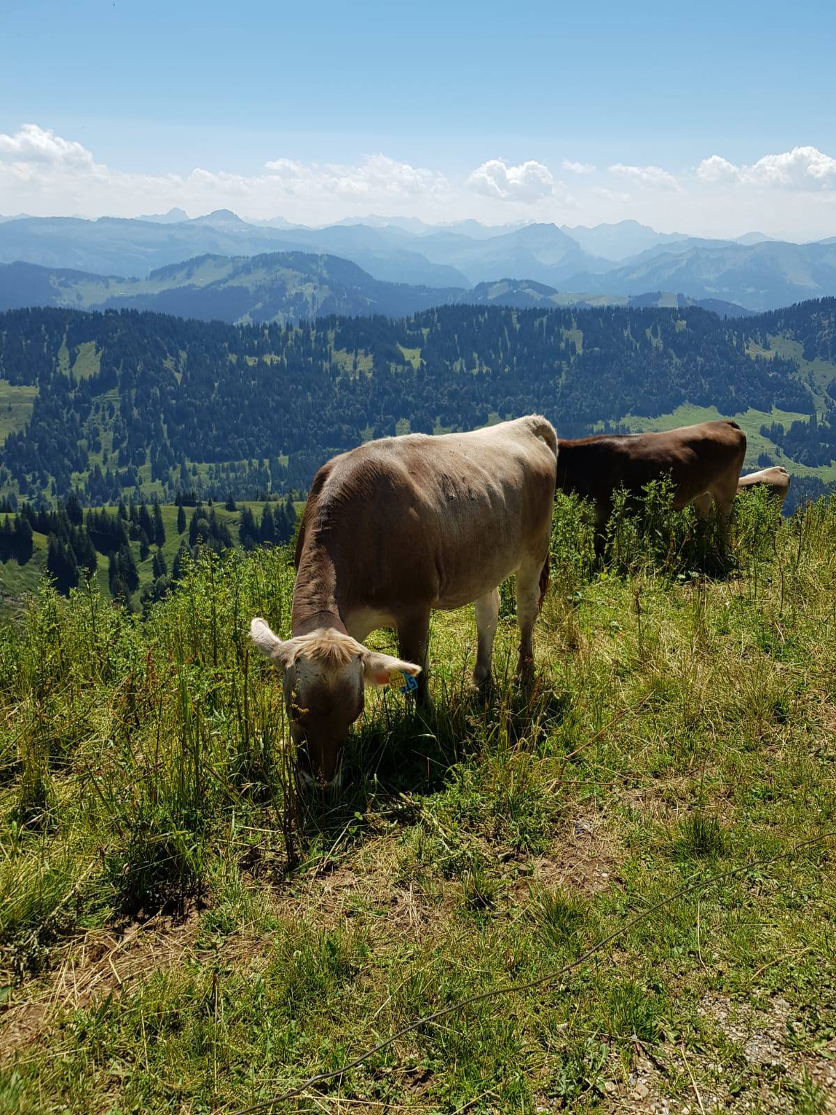 Kühe mit Bergpanorama im Allgäu