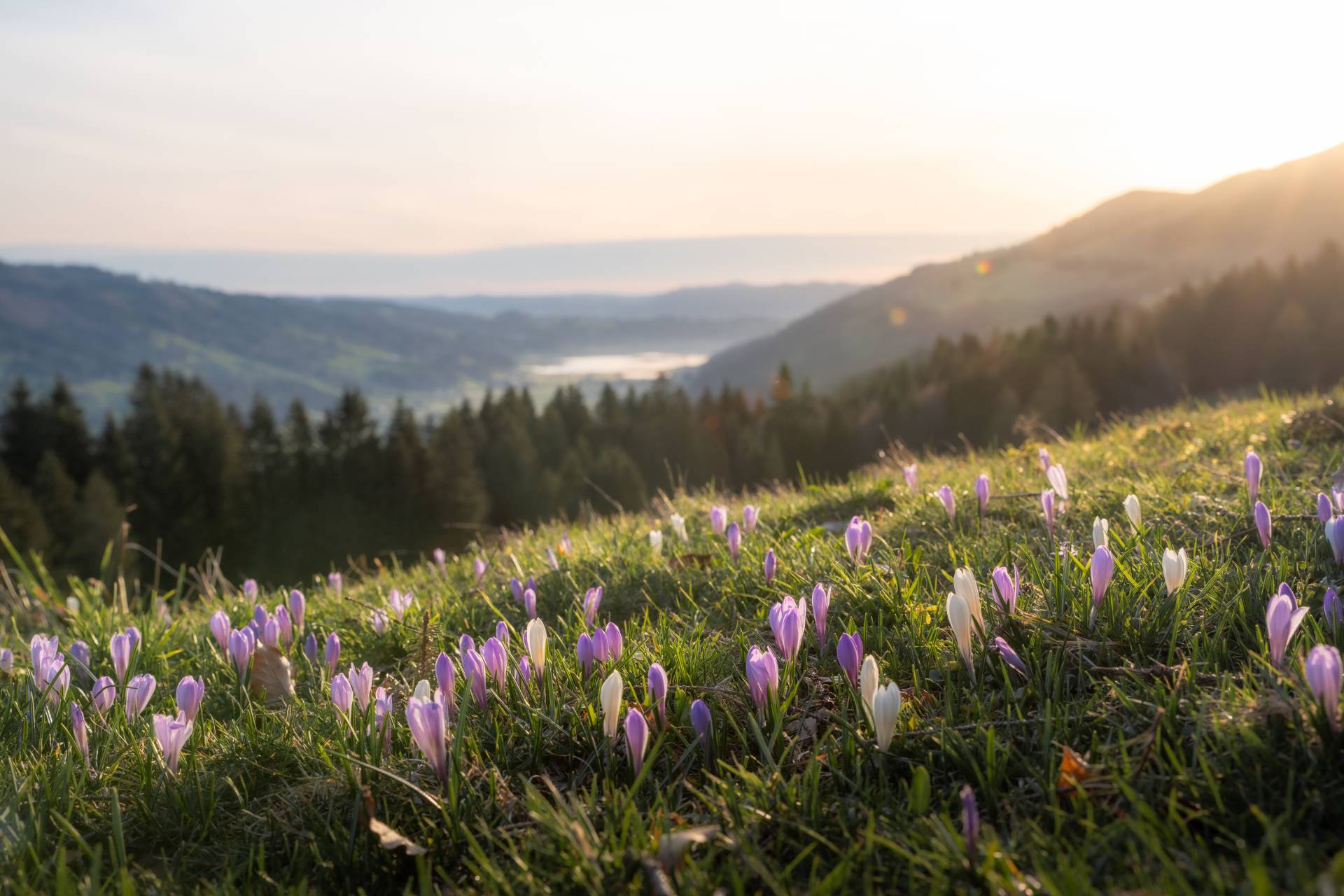 Frühling im Allgäu
