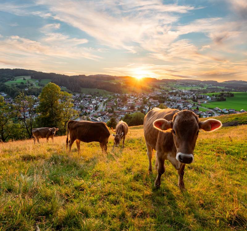 Kühe in der Morgensonne auf der Alm bei Oberstdorf