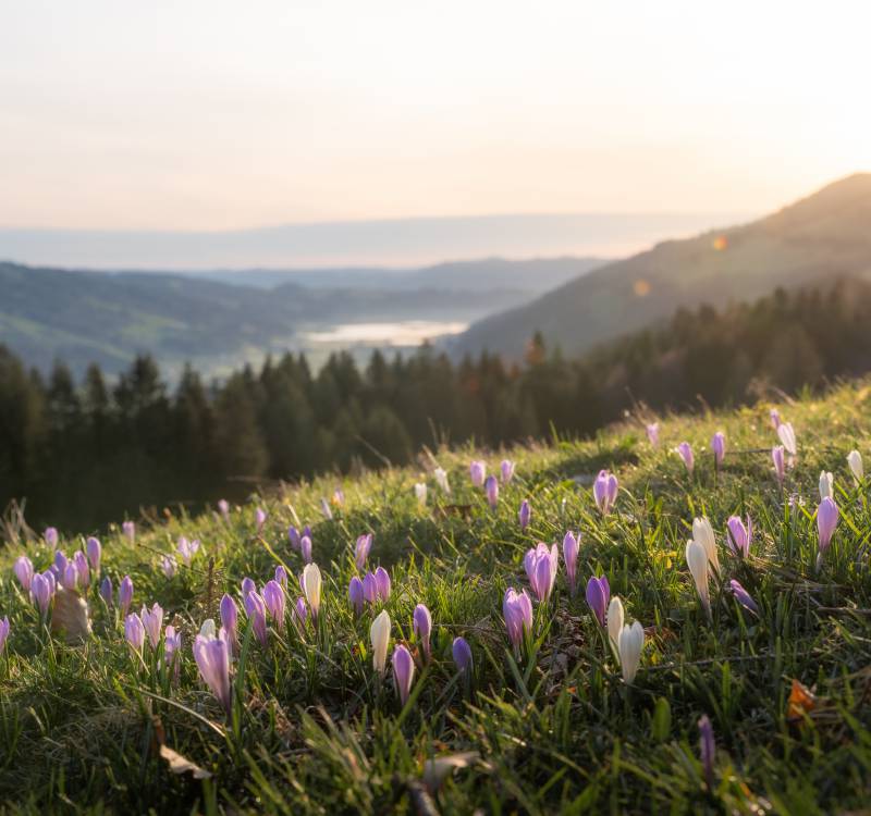 Frühling im Allgäu