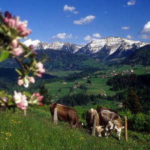 Kühe stehen auf der Weide mit Blick auf die allgäuer Alpen