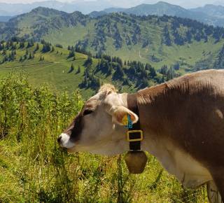 Kuh beim grasen mit Allgäuer Berge
