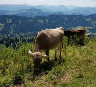 Kühe mit Bergpanorama im Allgäu