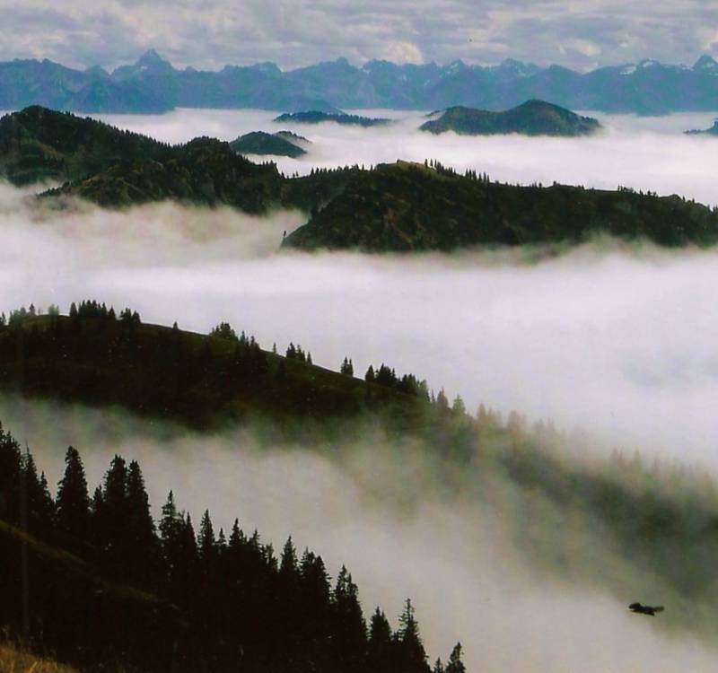 Nebel im Allgäuer Wald