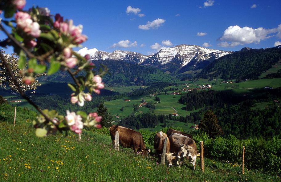 Kühe stehen auf der Weide mit Blick auf die allgäuer Alpen