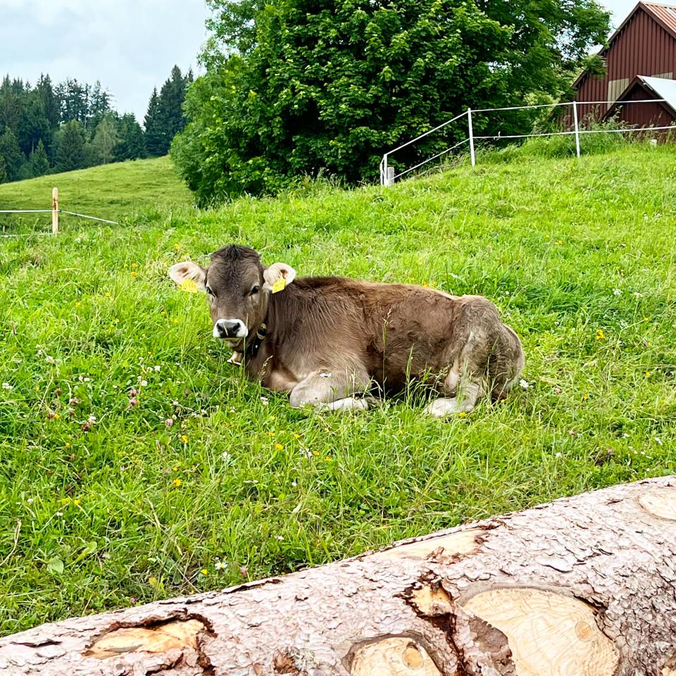 junge Kuh auf der Alpe